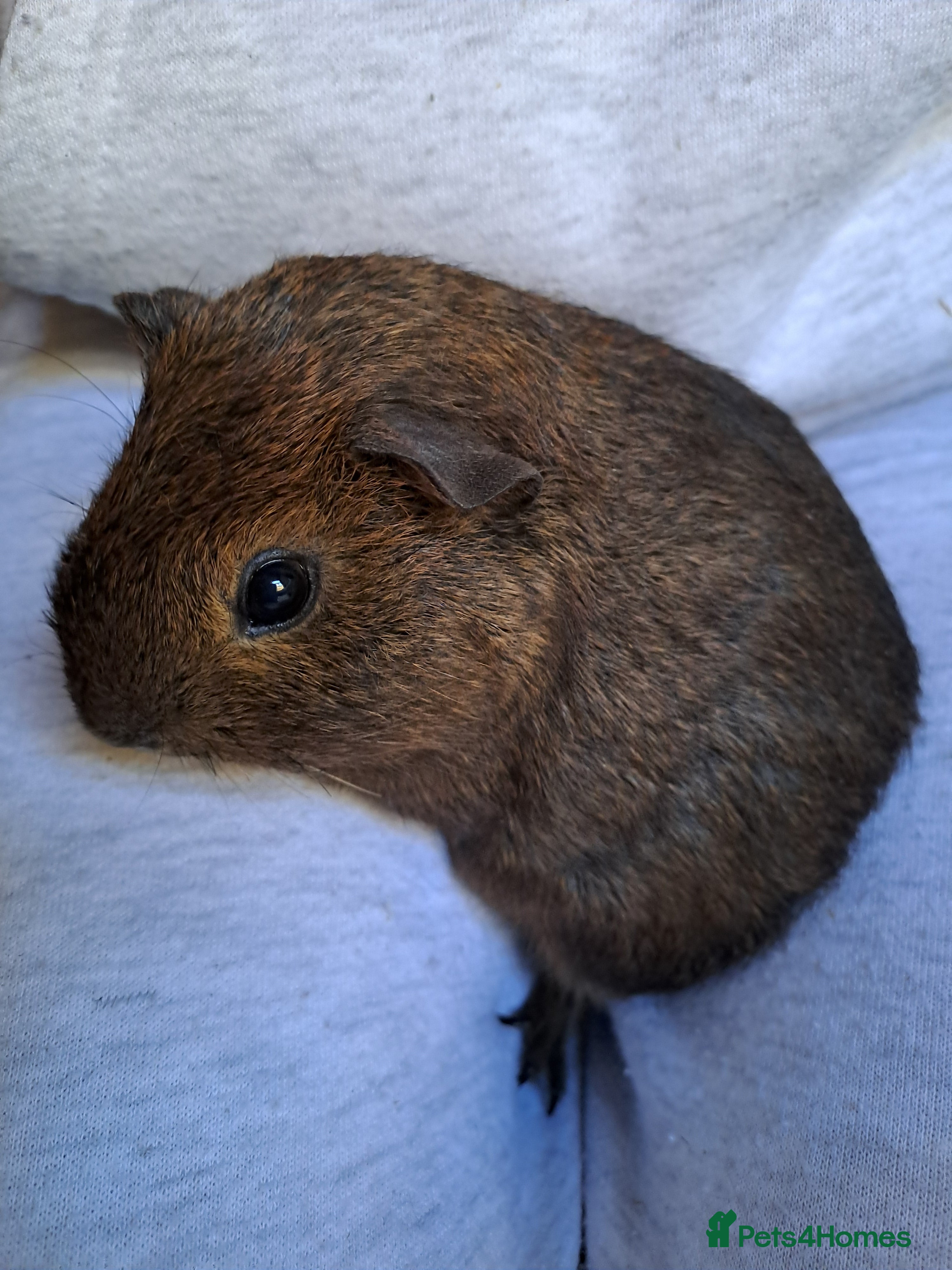 Guinea Pig rodents Baby guinea pig for sale 7 weeks old  - Advert 15