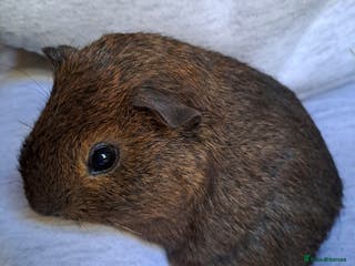 Guinea Pig rodents Baby guinea pig for sale 7 weeks old - Advert 15