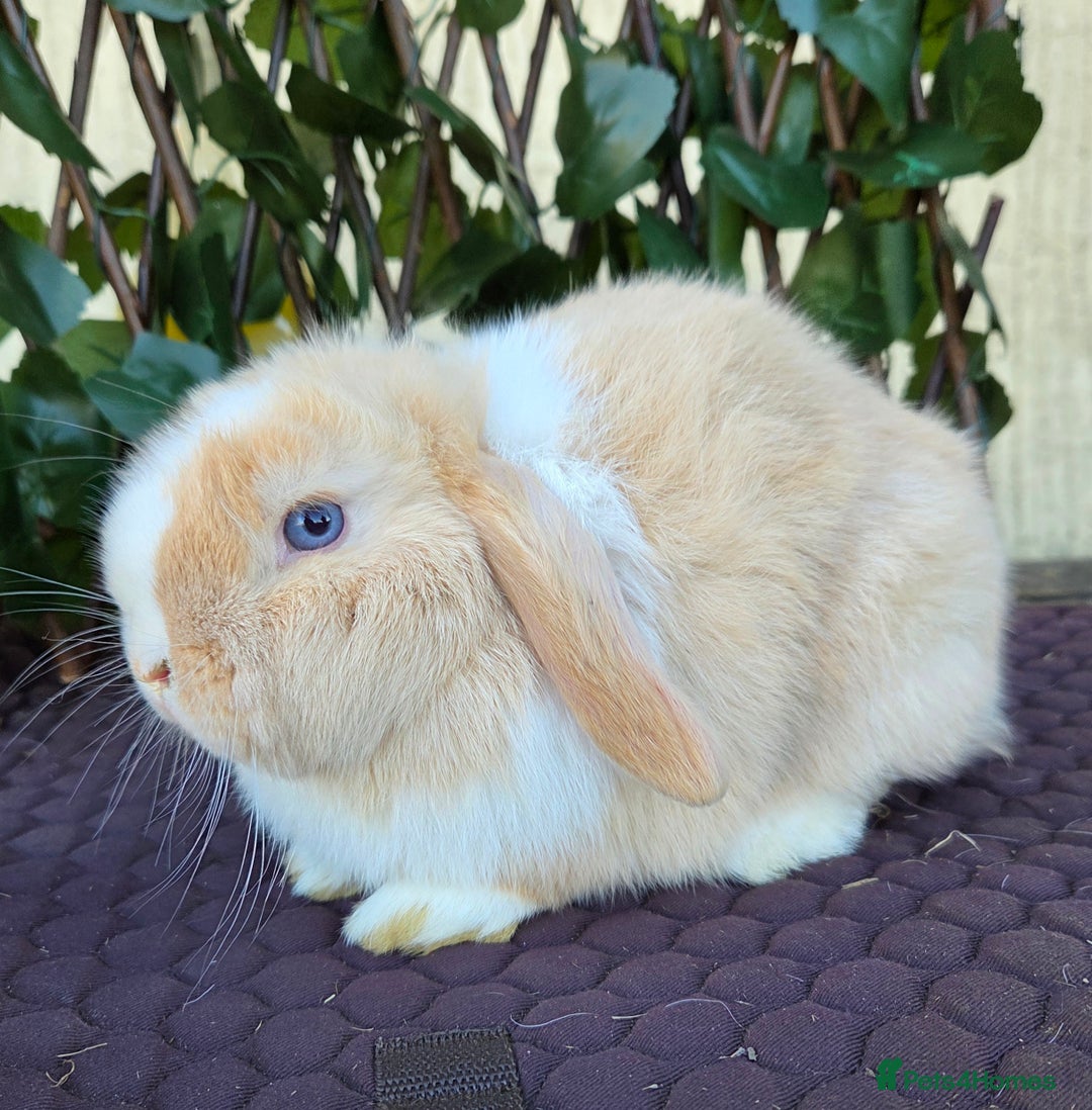 Mini Lop rabbits for sale: Pure mini lop babies  - Advert 1