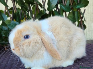 Mini Lop rabbits Pure mini lop babies - Advert 3