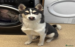 Siberian Husky dogs for sale: Siberian husky  - Image 1