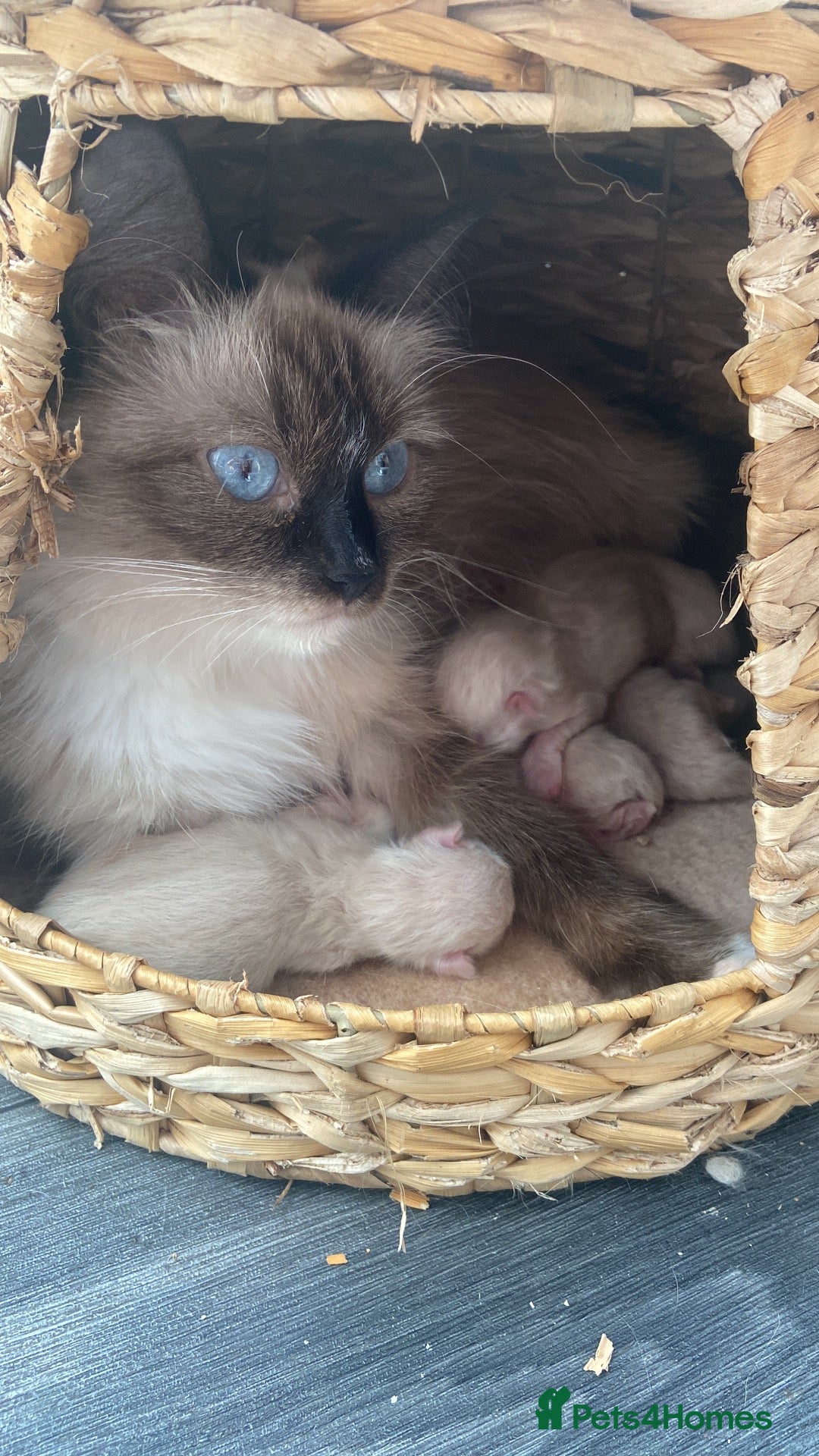 Ragdoll cats Blue and tortie mixed ragdoll litter  - Advert 1