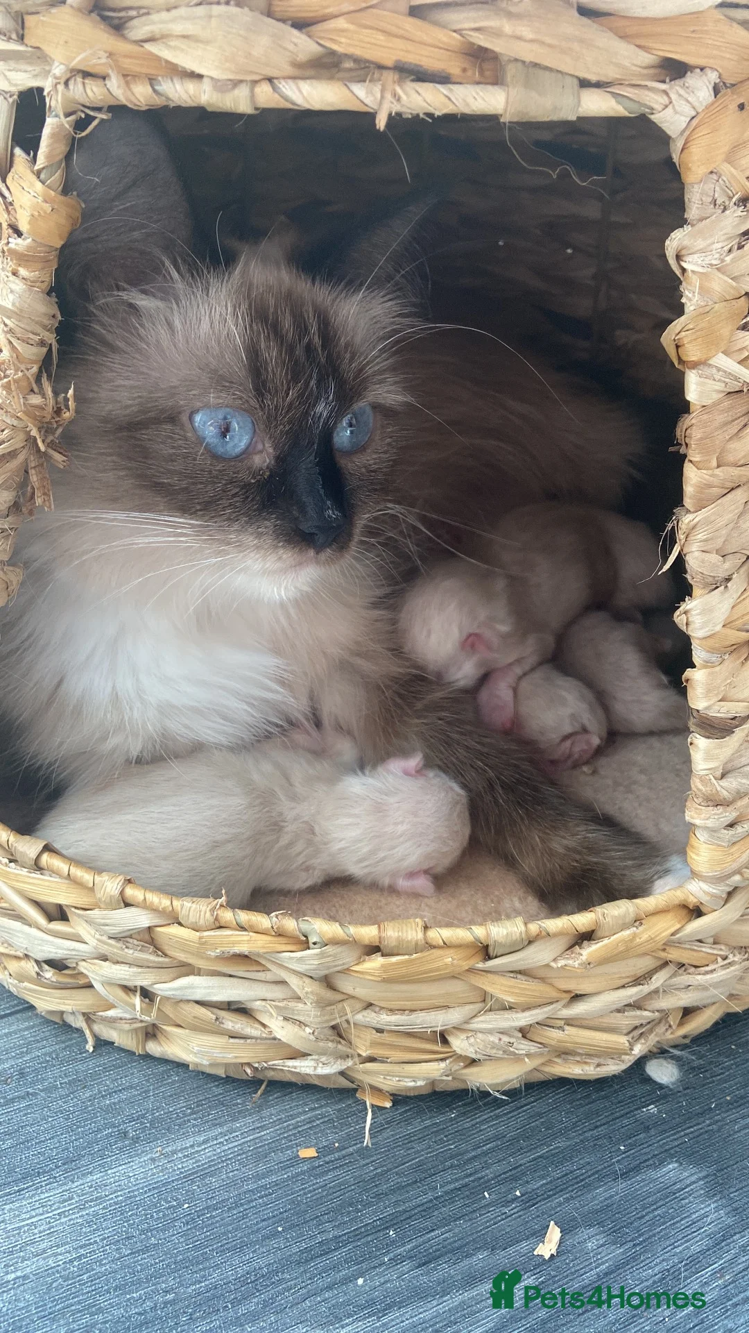 Ragdoll cats for sale: Blue and tortie mixed ragdoll litter  - Advert 1
