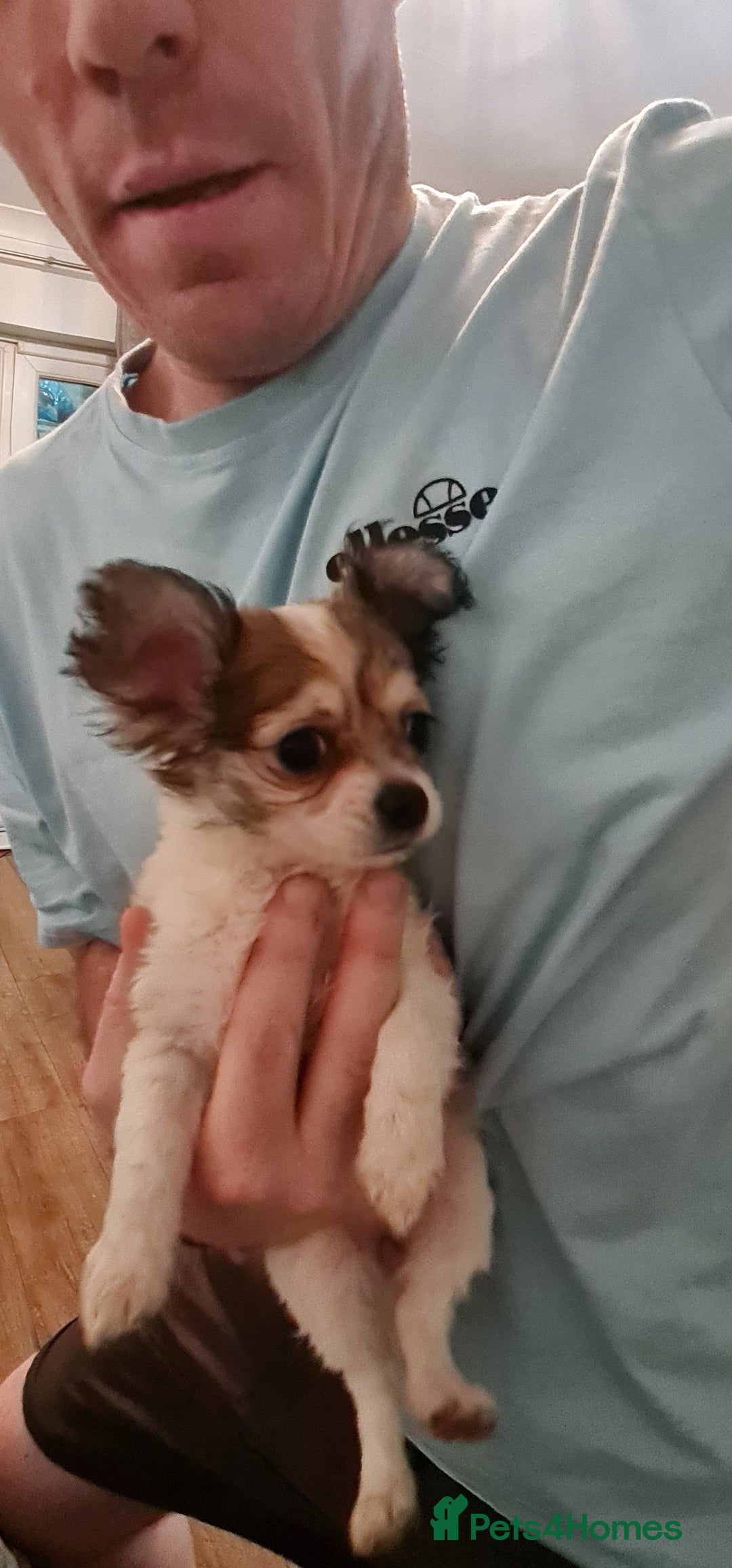 Chihuahua dogs for sale: Chihuahua for sale  - Advert 16