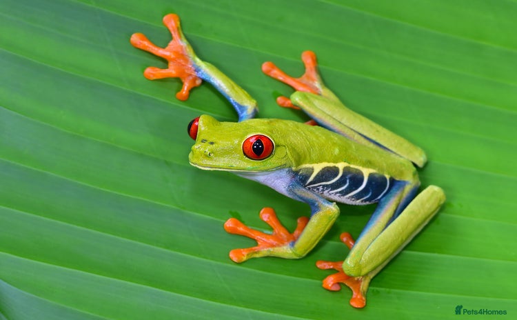 Frog reptiles - Advert 1