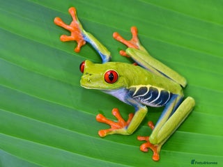 Frog reptiles - Advert 27