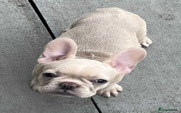 French Bulldog dogs for sale: Beautiful non kc female  - Image 9
