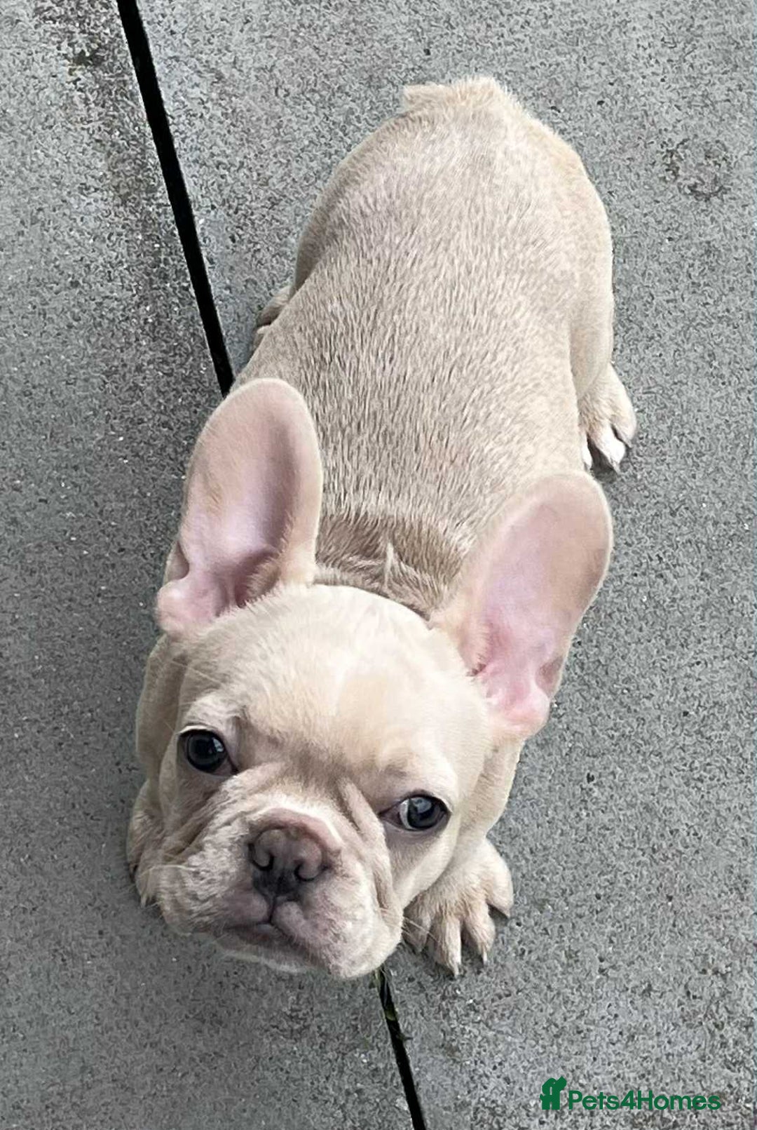 French Bulldog dogs for sale: Beautiful non kc female  - Image 9