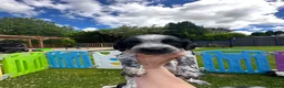Sprocker dogs for sale: F2 Sprocker Puppies - Growing beautifully 🤎🖤🐾  - Advert 15