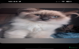 Ragdoll cats for sale: Ragdoll and Bengal  - Image 2