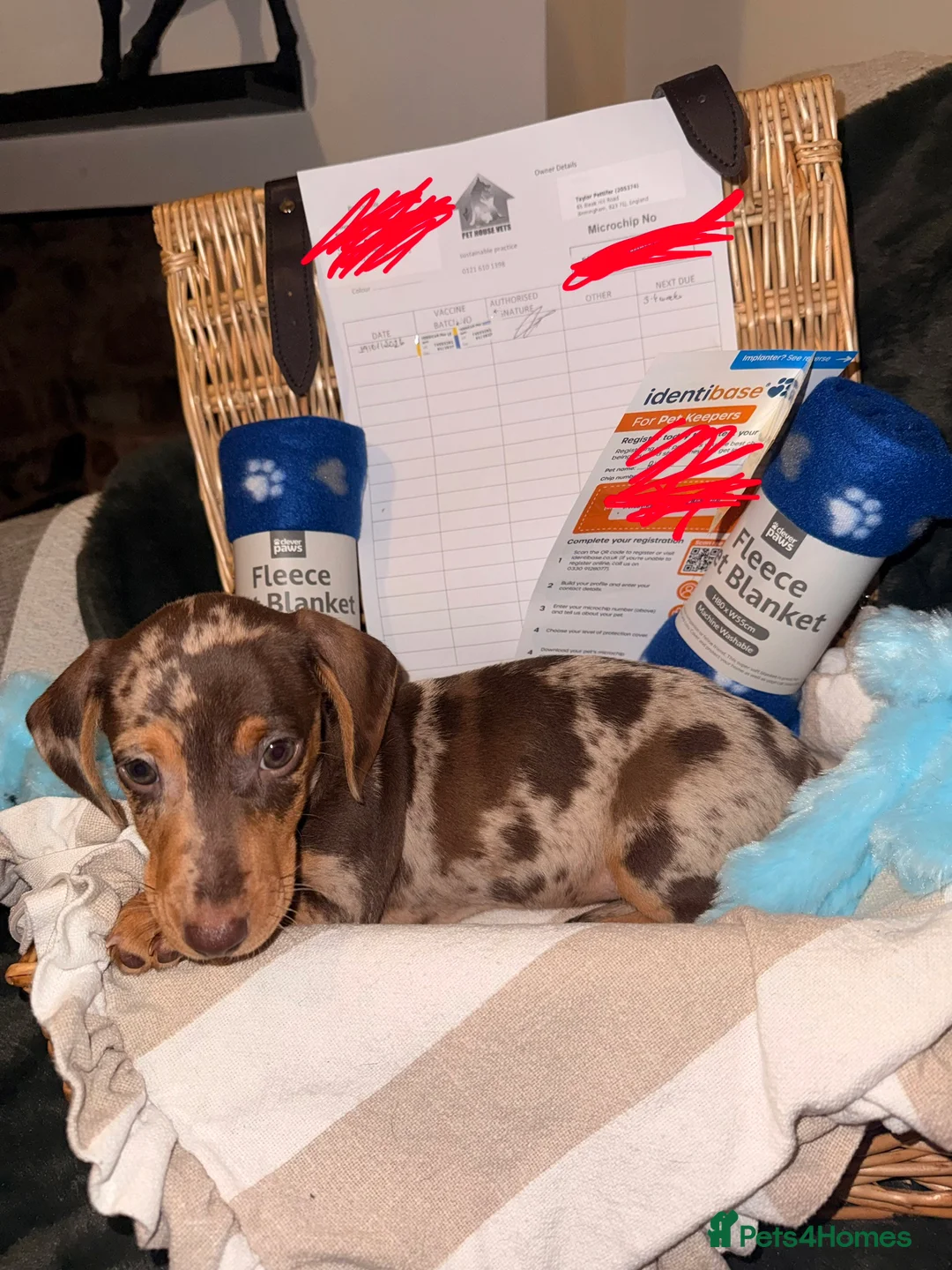 Miniature Dachshund dogs for sale: Stunning Mini-Dachshund litter - Advert 1