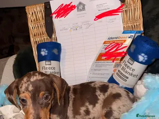 Miniature Dachshund dogs Stunning Mini-Dachshund litter - Advert 14