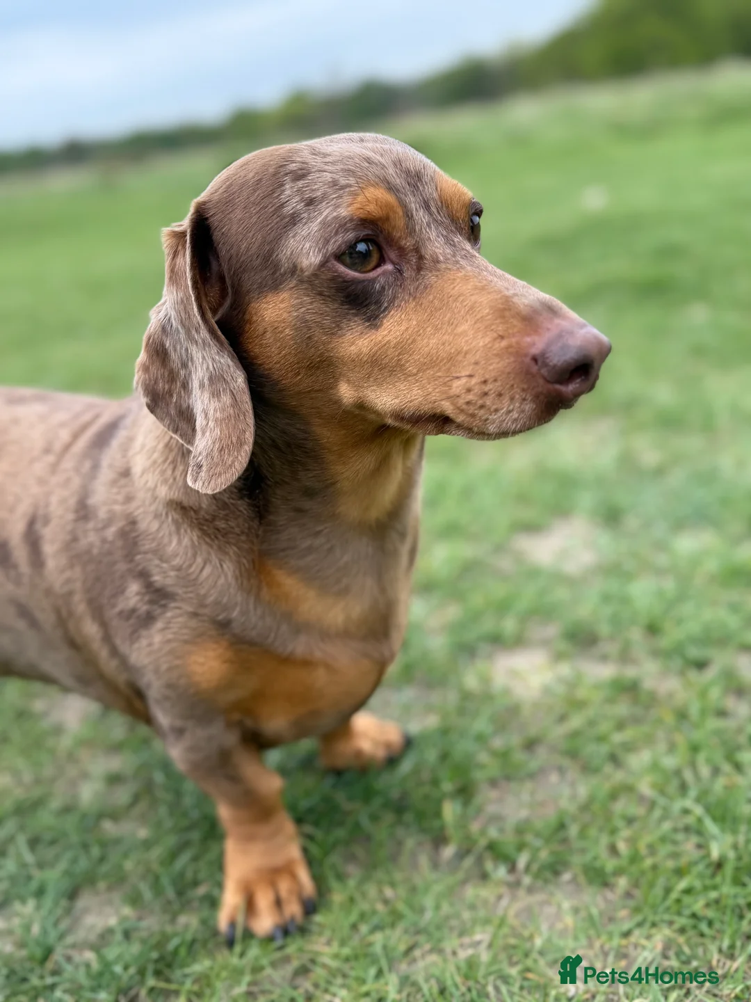 Dachshund dogs for stud: Standard Dachshund – Stud Available - Advert 5