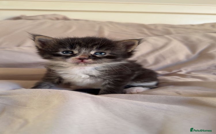 Maine Coon cats Beautiful Maine Coon Kittens - Advert 4