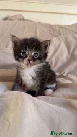 Maine Coon cats Beautiful Maine Coon Kittens - Advert 2