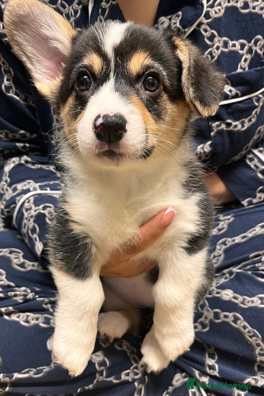 Welsh Corgi Pembroke dogs for sale: Stunning KC registered Welsh Pembroke corgis  - Advert 26