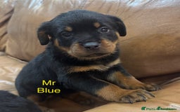 Rottweiler dogs for sale: German Rottweiler Puppies - Image 8