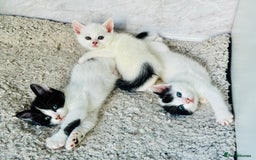 Mixed Breed cats for sale: 3 Beautiful Kittens - Image 8