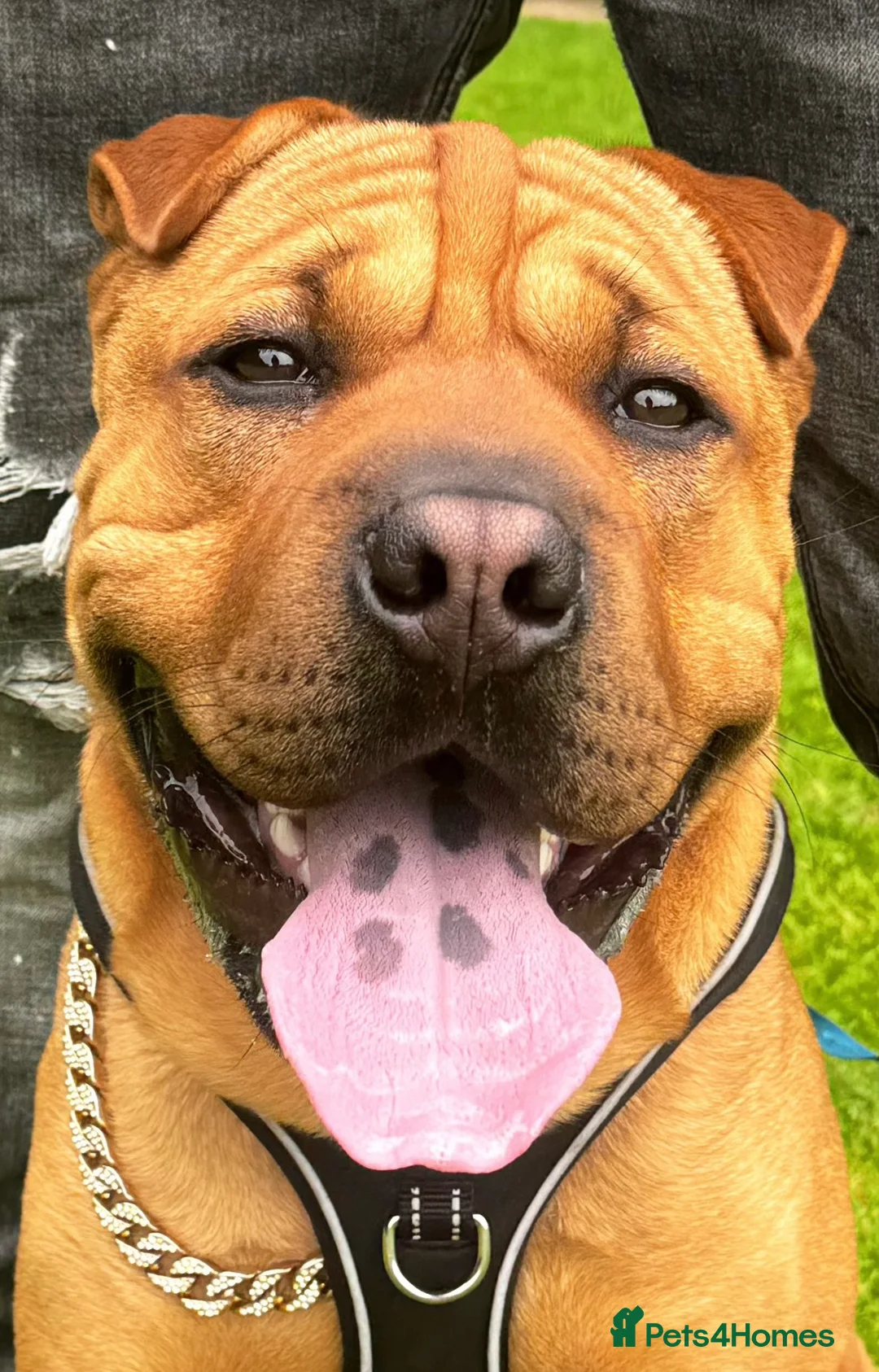 Shar Pei dogs for sale: Bruce  - Advert 2