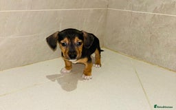 Dachshund dogs for sale: Dachshund Puppies - Image 2