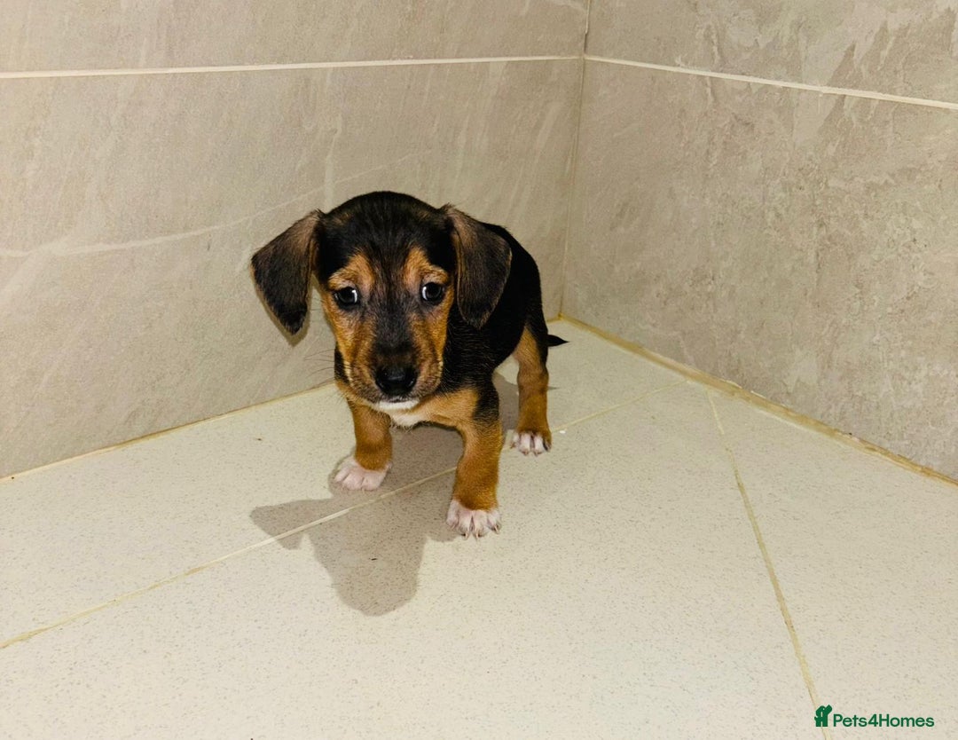 Dachshund dogs for sale: Dachshund Puppies - Image 2