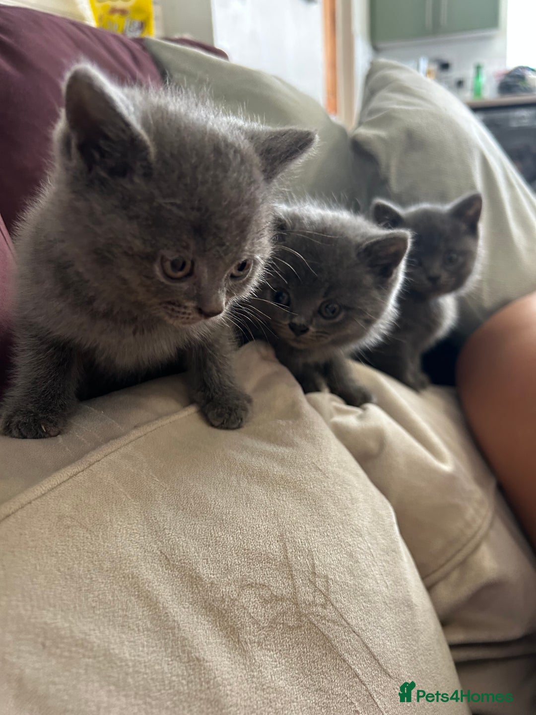British Shorthair cats for sale: pedigree GCCF kittens available in 2 weeks time! - Image 29