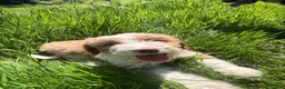 Bordoodle dogs for sale: Last boy ready to be your very best friend  - Advert 6