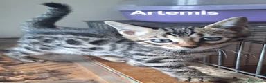 Bengal Kitten 1 ARTAEMIS SILVER CHARCOAL BOY