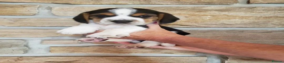 Beagle Puppy 3