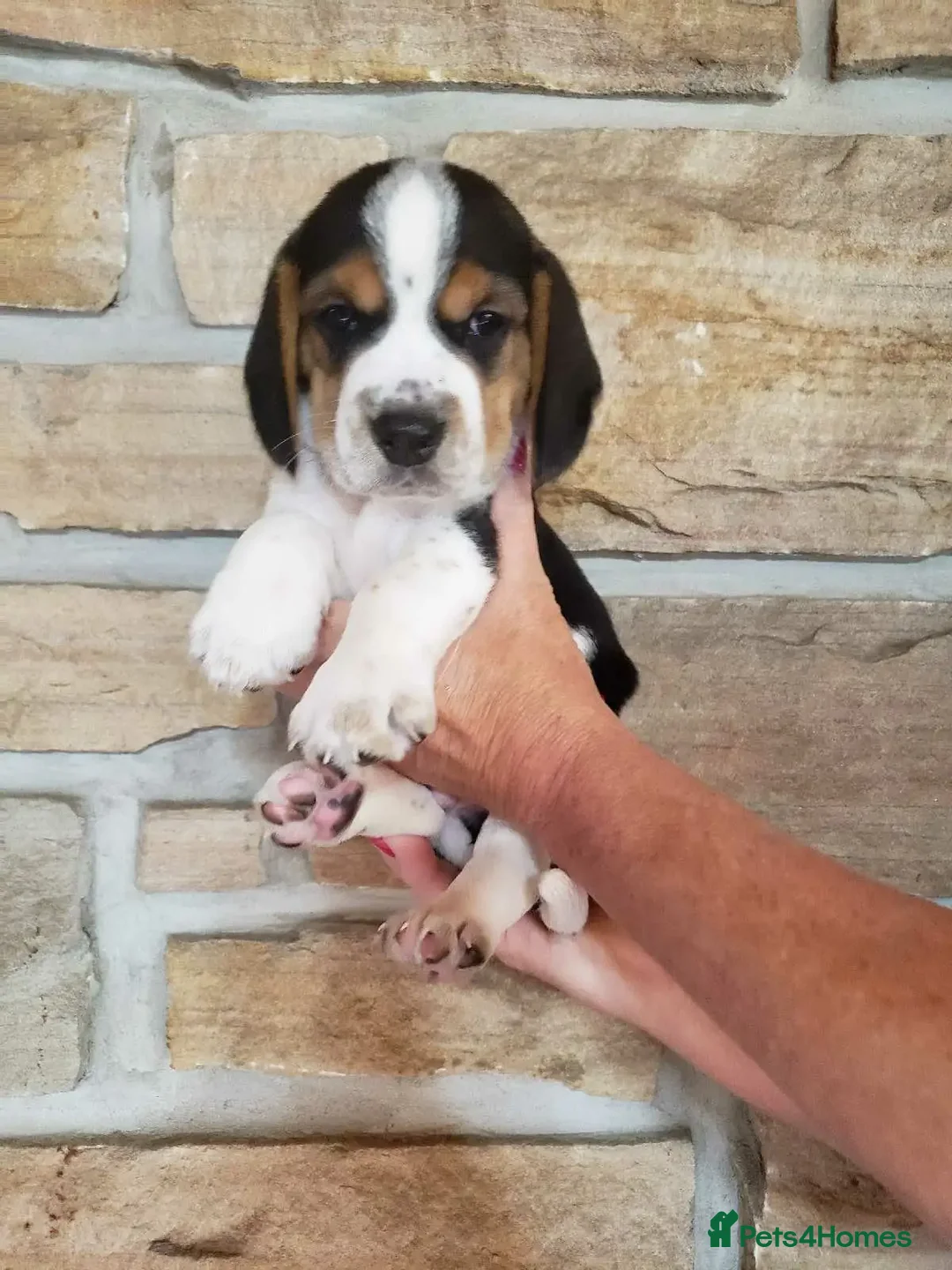 Beagle dogs for sale: THREE Beagle LEFT - Image 3