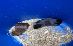 Guinea Pig rodents for sale: Pair of females guinea pigs - Image 1