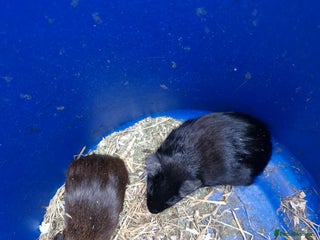 Guinea Pig rodents - Advert 15