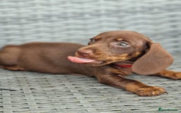 Miniature Dachshund dogs for sale: Miniature dachshund pups - Image 6