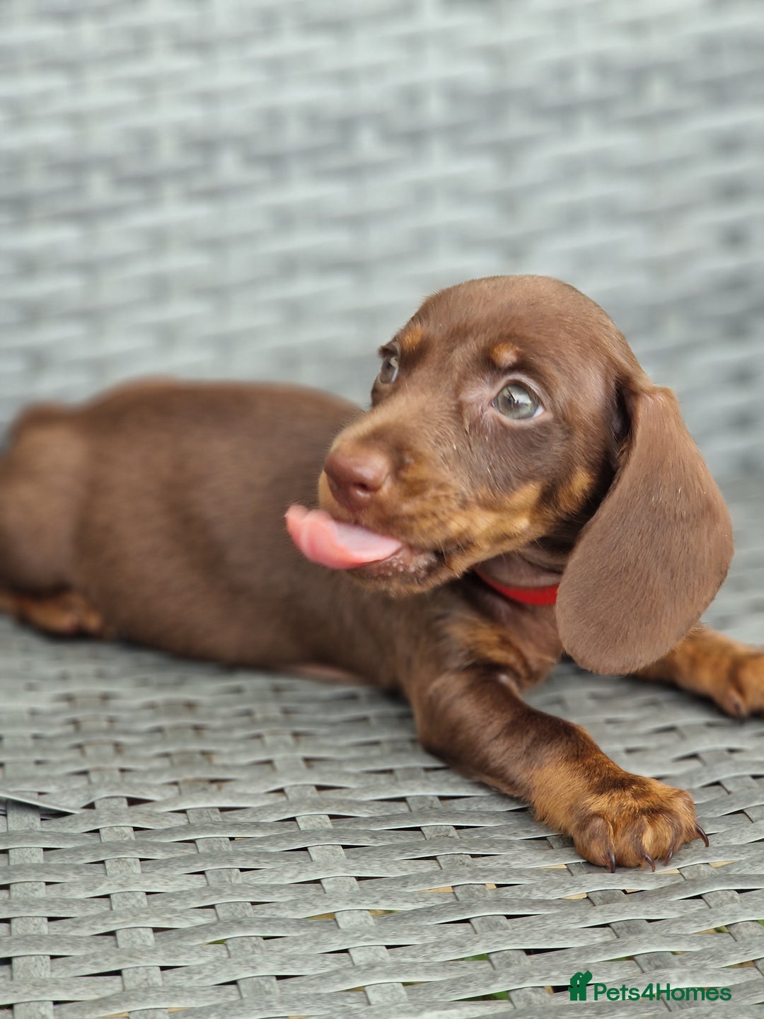 Miniature Dachshund dogs for sale: Miniature dachshund pups - Image 6