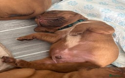 Dogue De Bordeaux dogs for sale: Stunning litter of puppies  - Image 4