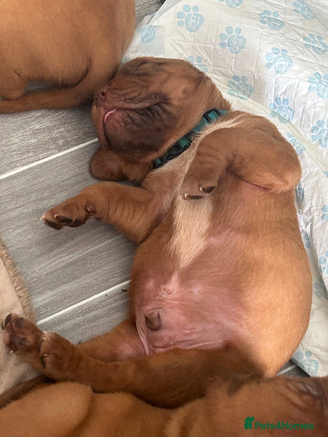 Dogue De Bordeaux dogs for sale: Stunning litter of puppies  - Image 4