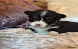 Welsh Corgi Pembroke dogs for sale: Pedigree, health tested parents, licensed breeder - Image 24