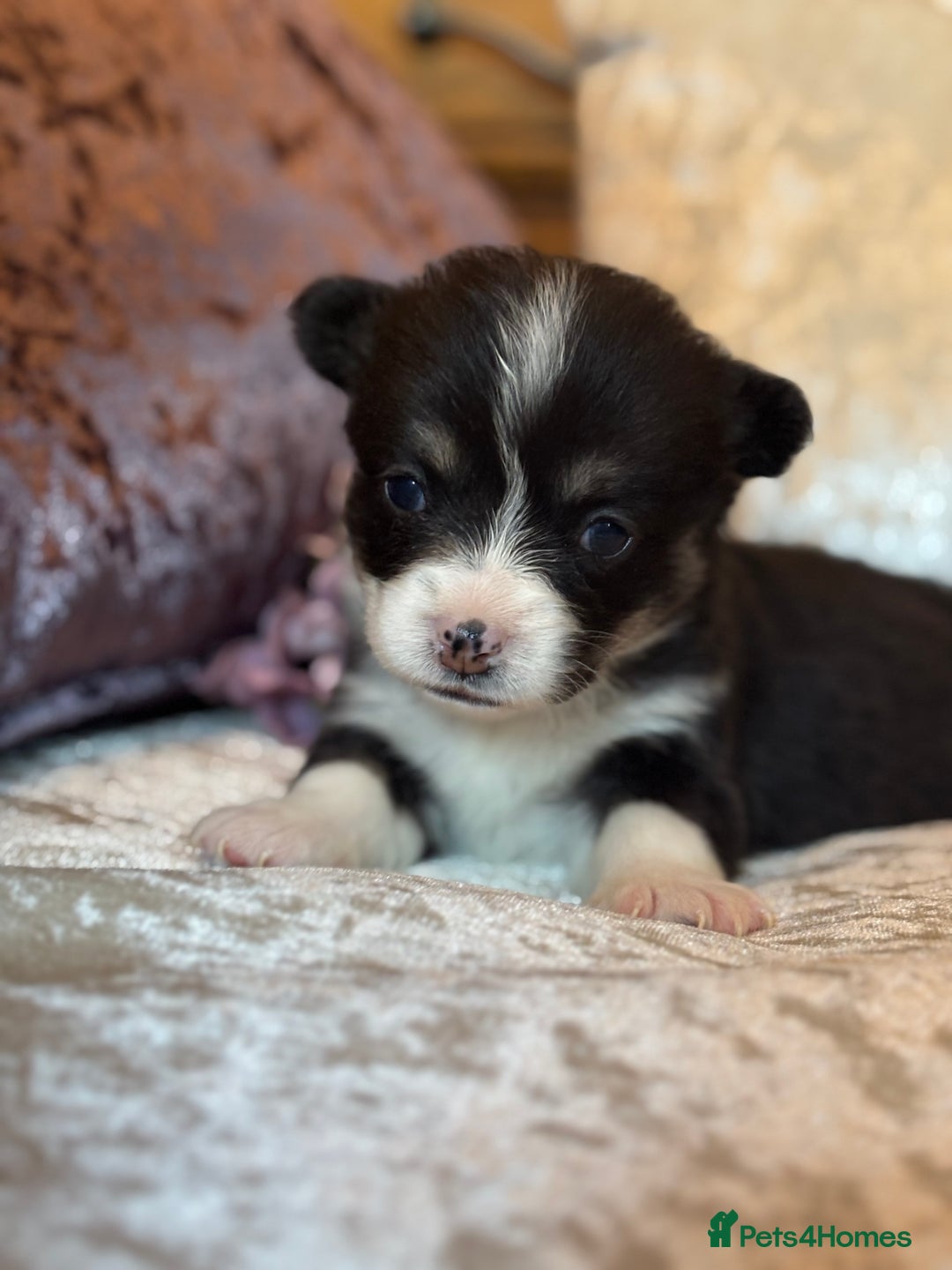 Welsh Corgi Pembroke dogs for sale: Pedigree, health tested parents, licensed breeder - Image 24
