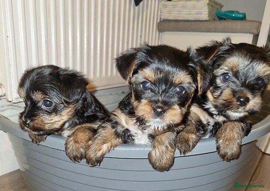 Yorkshire Terrier dogs adorable Yorkshire terrier boy - Advert 5