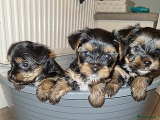 Yorkshire Terrier dogs adorable Yorkshire terrier boy - Advert 1