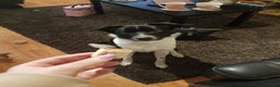 Border Collie dogs for sale: Border collie needs loving home - Advert 3