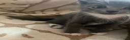 Domestic Shorthair cats for sale: Kittens For Sale  - Advert 7