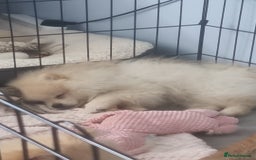Pomeranian dogs for sale: 1 cream sable Pomeranian puppy. - Image 11