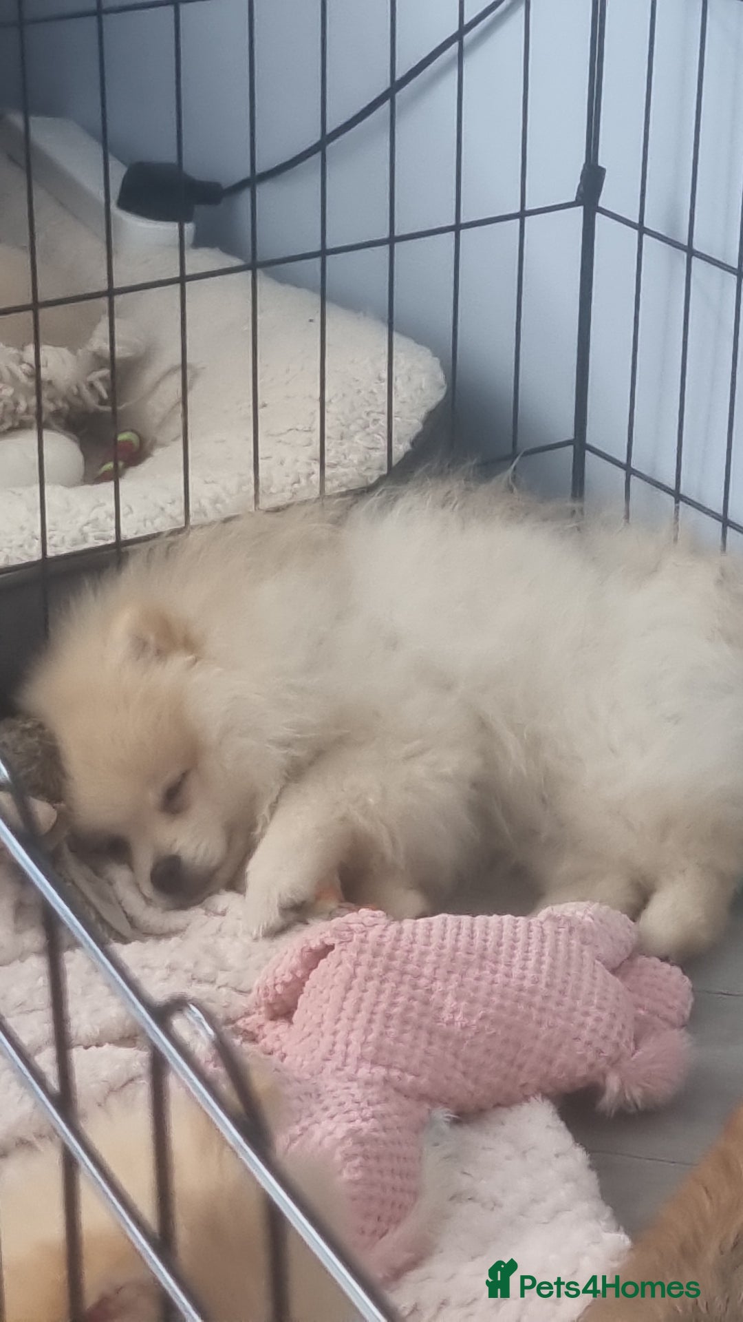Pomeranian dogs for sale: 1 cream sable Pomeranian puppy. - Image 11