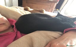 Domestic Shorthair cats for sale: Heart breaking decision  - Image 14