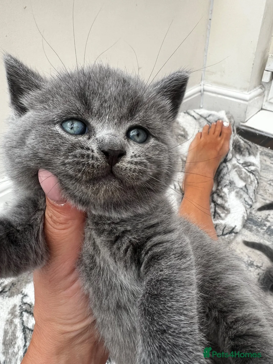 British Shorthair cats for sale: Outstanding British Shorthair kittens  - Advert 2