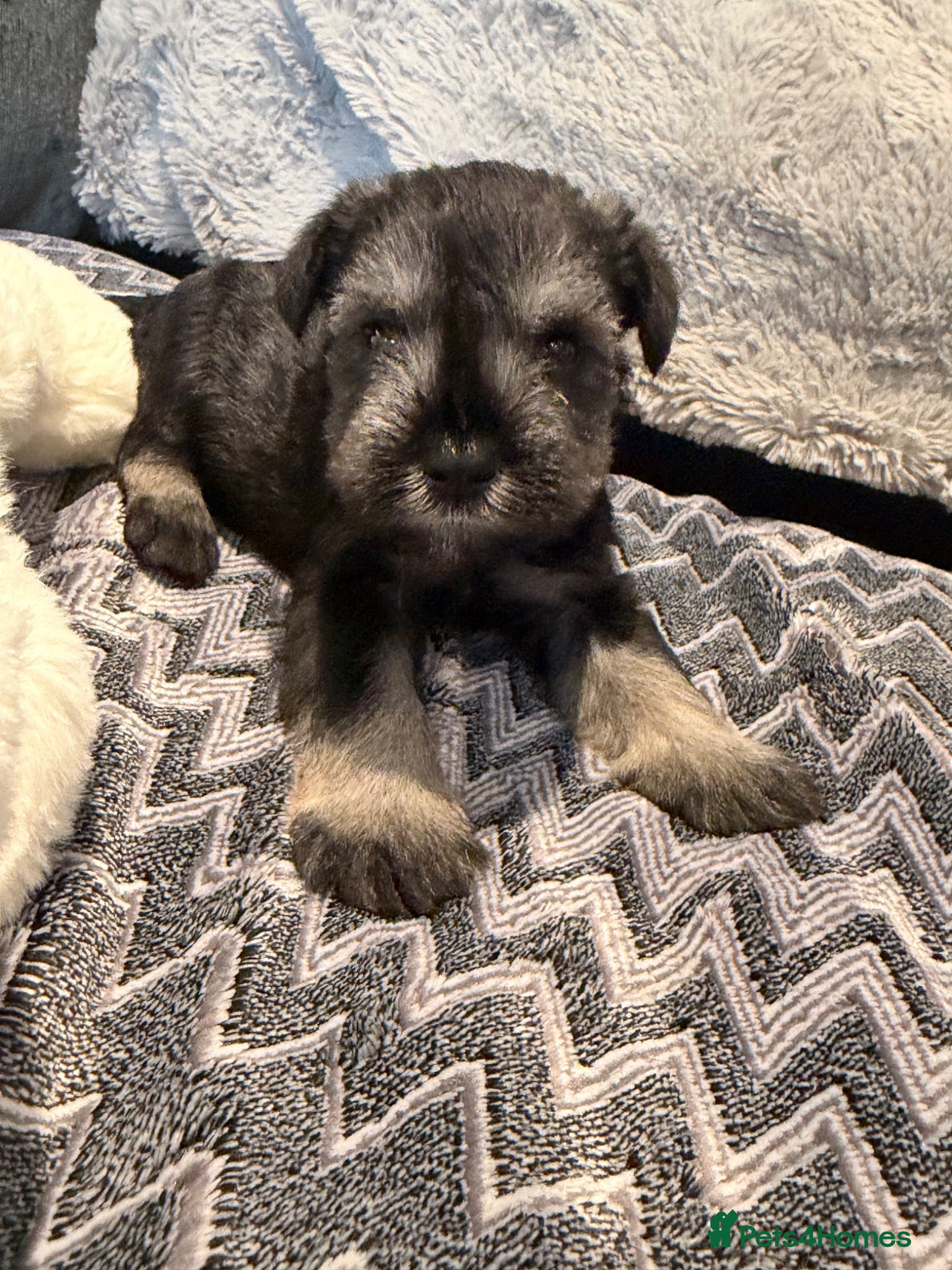 Miniature Schnauzer dogs Beautiful kc Reg mini schnauzers pups available. - Advert 1