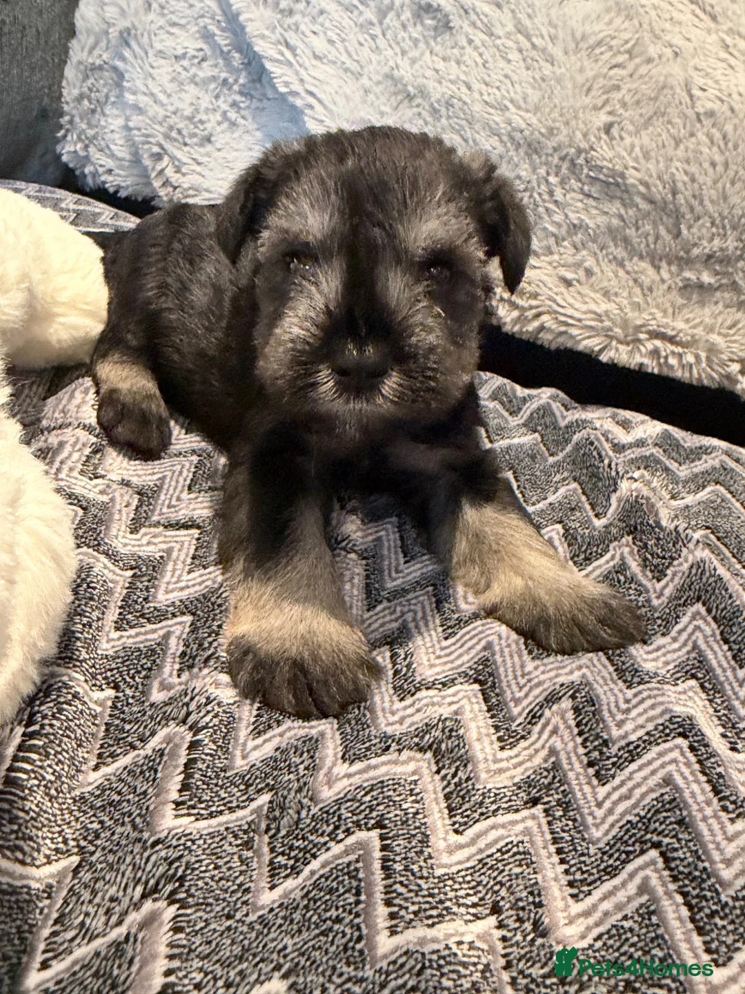 Miniature Schnauzer dogs for sale: Beautiful kc Reg mini schnauzers pups available. - Advert 1