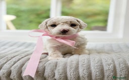 Cavapoochon dogs for sale: Cavapoochon puppies  - Image 22
