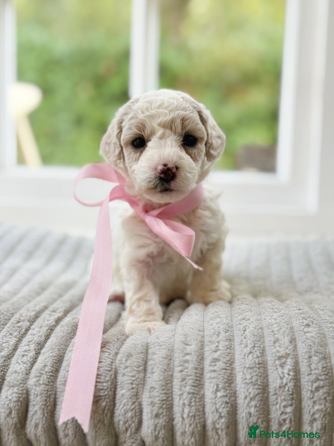 Cavapoochon dogs for sale: Cavapoochon puppies  - Image 22